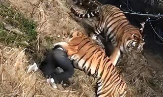 八达岭老虎伤人的事件