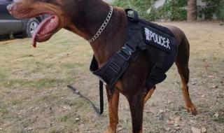 警犬退役后可以领养吗