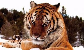 能杀死老虎的10种猛兽