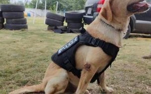 退役的警犬领养后咬人吗 警犬退役后可以领养吗