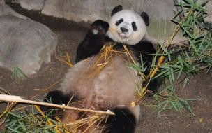 熊猫丫丫吃到新鲜竹子了吗 丫丫到机场就收到竹子
