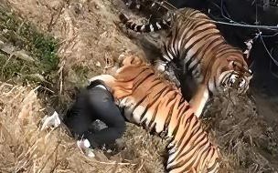 八达岭老虎咬人事件的判决结果是什么 八达岭老虎伤人的事件