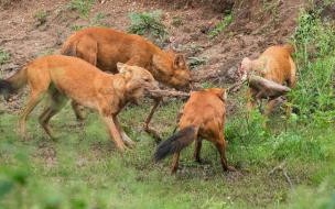 10种可以杀死老虎的猛兽有哪些 能杀死老虎的10种猛兽